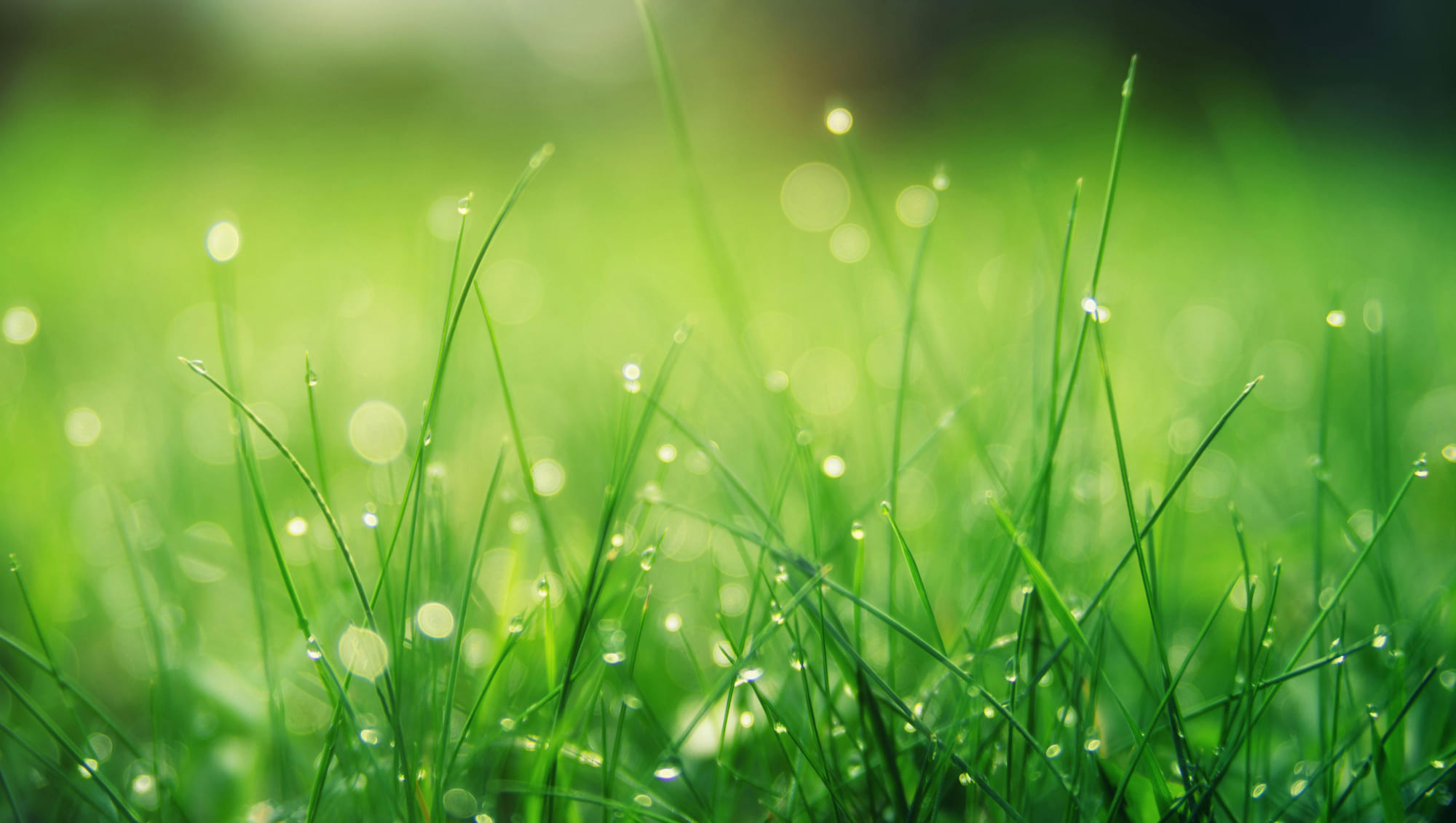 Sviluppo sostenibile